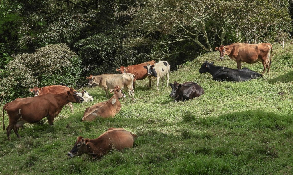Ferias agroalimentarias en Costa Rica: identidad, territorio y turismo&nbsp;rural