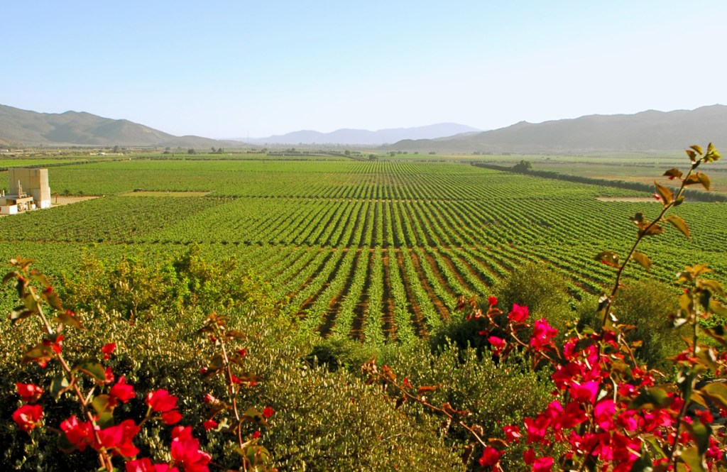 Ruta del Vino de Baja California –&nbsp;México