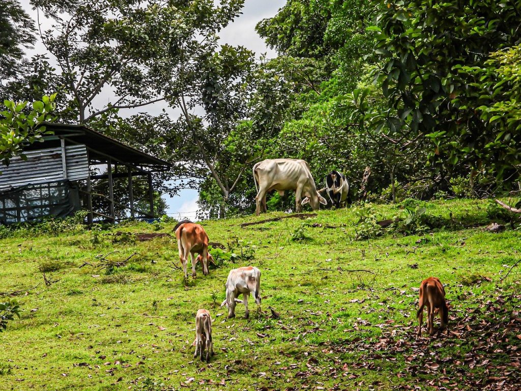 Agroturismo en Costa Rica: Retos y&nbsp;Oportunidades